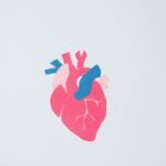 Heart Organ