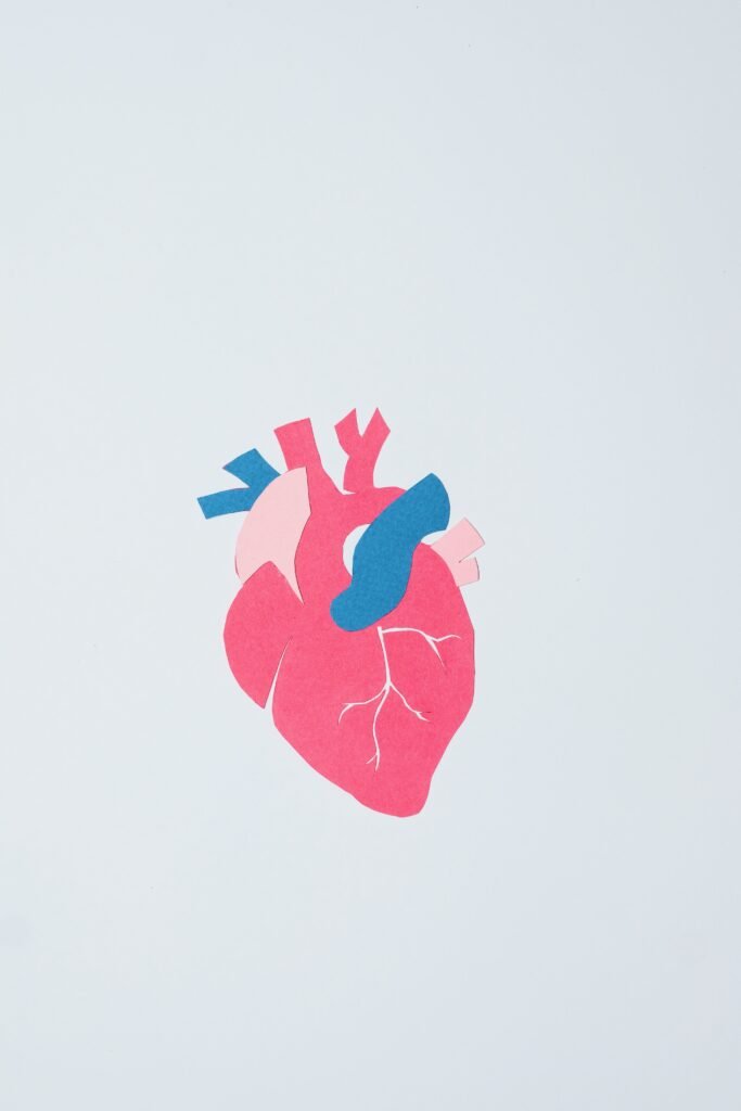 Heart Organ
